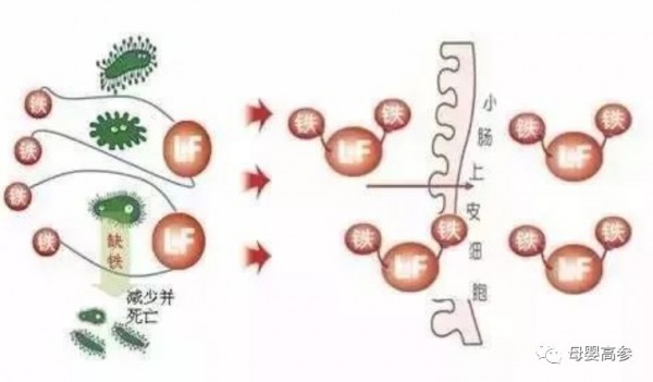 乳铁蛋白有八大作用！补充就对了！
