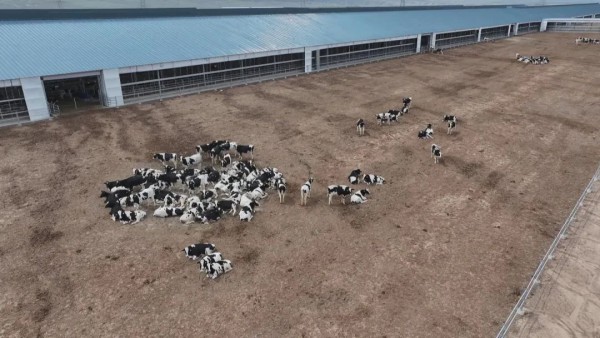 新疆呼图壁润泰达万头高产奶牛标准化养殖基地项目正式投入运营