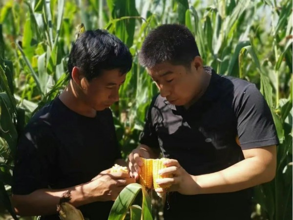 敕勒乳香飘万里，石榴籽实结同心——伊利集团谱写民族团结进步新篇