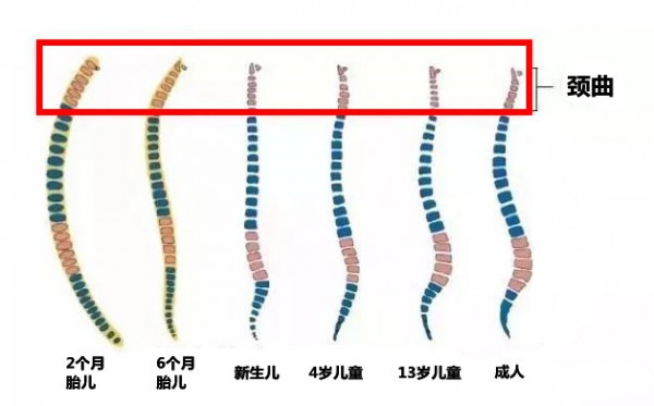 宝宝多大睡枕头好？枕头没用对，伤娃脊椎！影响脑发育！