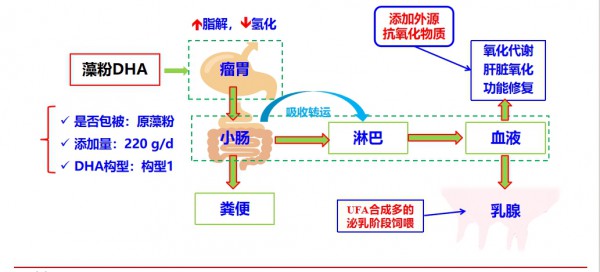 原生DHA牛奶技术获重大突破！浙江大学联合汇盛生物破解DHA摄入难题