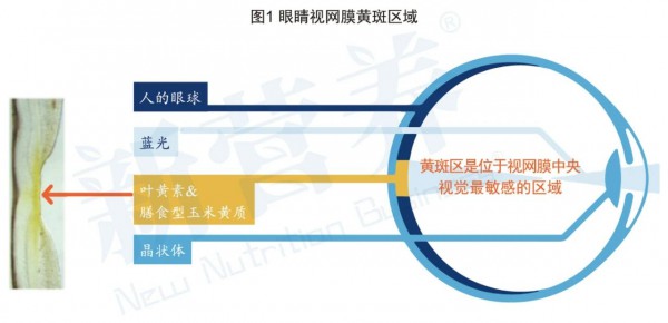 建明类胡萝卜素家族，开启从「眼睛」到「大脑」的健康老龄化科学管理