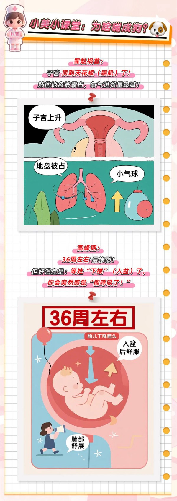 妈咪课堂丨文末有礼，孕32周后喘成狗？小美护士急诊室怒吼：不是缺氧！是娃在“拆家”顶你肺！