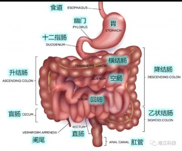 你所不知道的航天科技成果——水苏糖