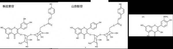 比DHA更热门！这种植物界的“活化石”，正悄然引领日本大脑健康市场