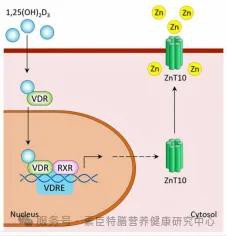 骨骼营养优能方案：高效助长，强健骨骼！——领跑童年®有机钙400维D饮！