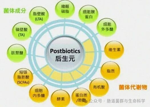 别只知道益生菌，后生元才是肠道健康的“新黑马”？益生菌、后生元作用机制与应用研究新动态