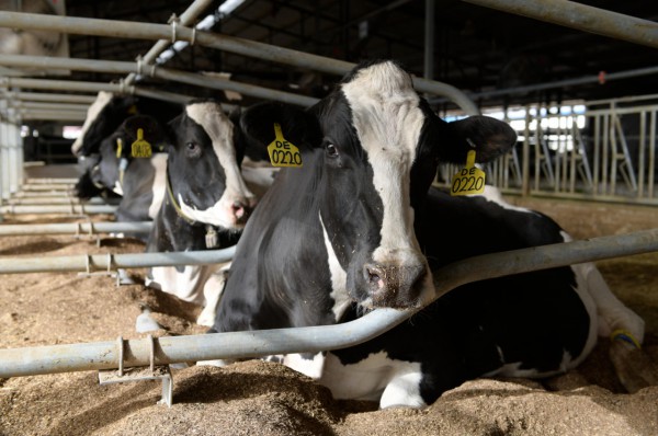 为让奶牛睡得香，工作人员竟跪地试睡？