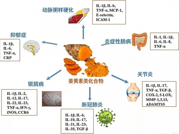新发现！这种“抗炎高手”，可以抑制内脏脂肪堆积