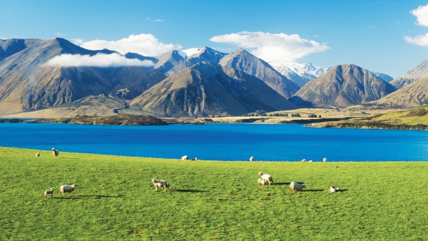 抢占HMO增量蓝海！蓝河绵羊奶粉顶配焕新，再造高端羊奶粉稀缺王牌