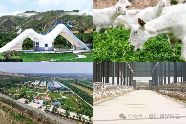 羊奶粉哪个好？为什么2026年珍纽倍羊奶粉备受青睐？