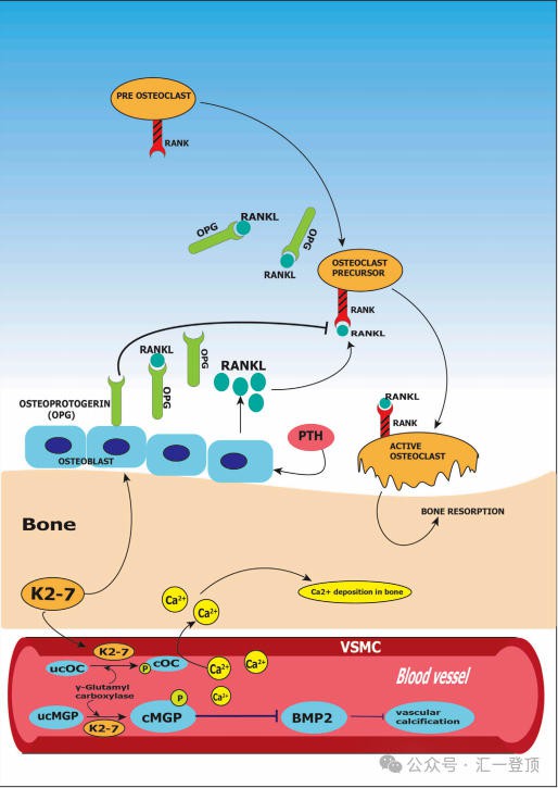 维生素 K2-7 作为有益健康的营养保健品的分子机制、作用及挑战与机遇（二）