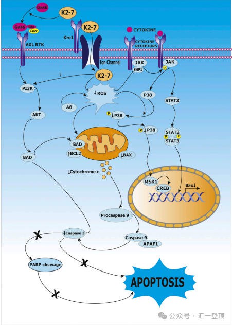 维生素 K2-7 作为有益健康的营养保健品的分子机制、作用及挑战与机遇（二）