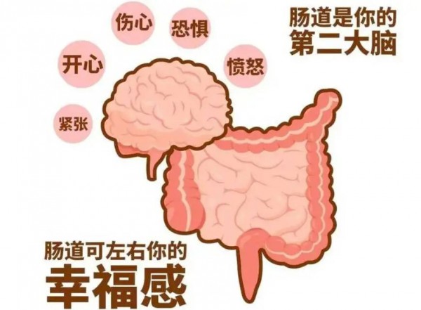 益生菌与ADHA?家长必看的脑肠轴科普