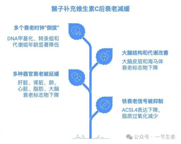 那些每天吃维生素 C 的猴子，最后都怎么样了？
