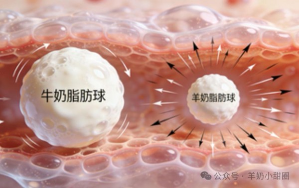 羊奶粉到底好在哪？一篇讲透