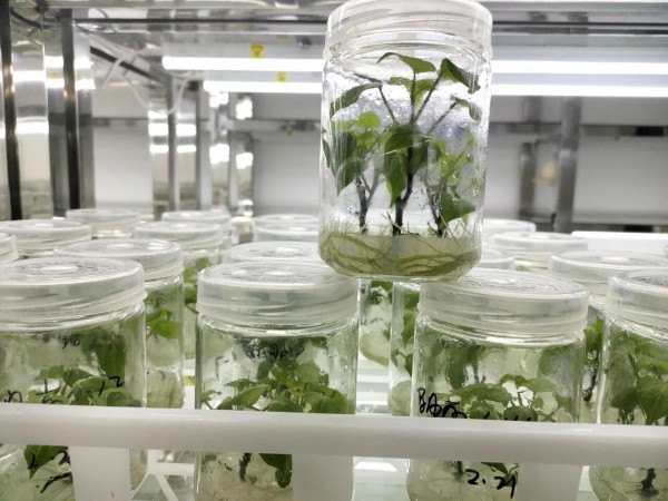 溯源中国酸辣粉之都！从一株薯苗到百亿产业，通许凭全链实力领跑