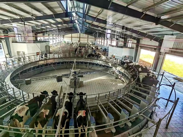 总投资3.35亿元的陕西卫洛乳业奶牛养殖场挤奶设备正式投用