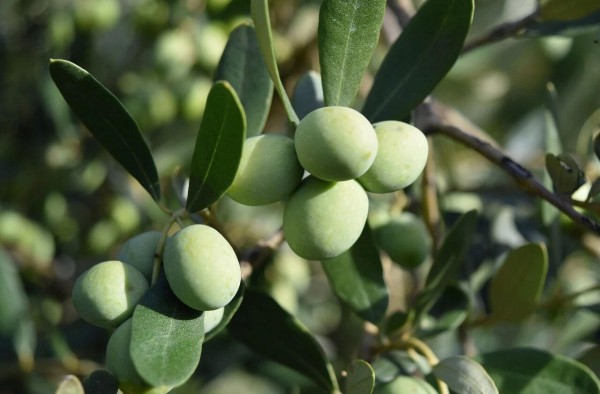 因《给阿嬷的情书》出圈！藏在潮汕“思乡菜”中的药食同源可以强效抗炎&护肝