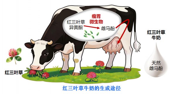全球首款天然富集雌马酚的红三叶草牛奶正式上市，具有天然抗衰功效