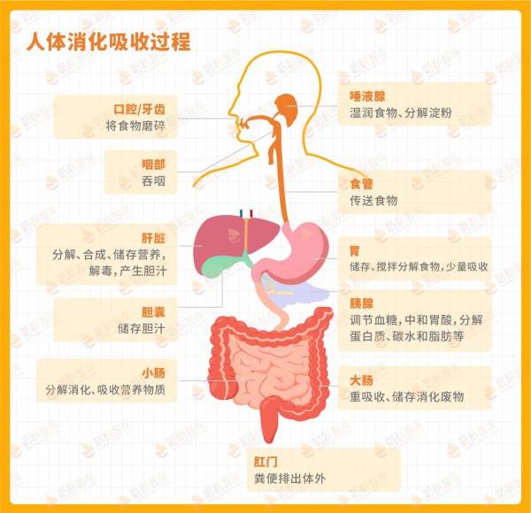 为什么建议喝小分子奶粉？这篇告诉你！