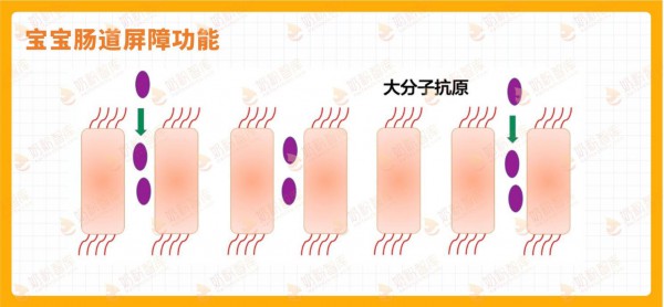 为什么建议喝小分子奶粉？这篇告诉你！