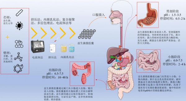 益生菌作用大！为什你吃了没效果？原来第一步就错了…