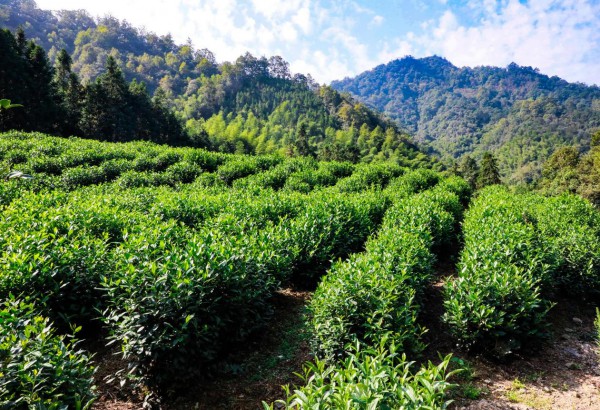 伊利凭什么敢说做了一瓶无限接近现泡的茶？