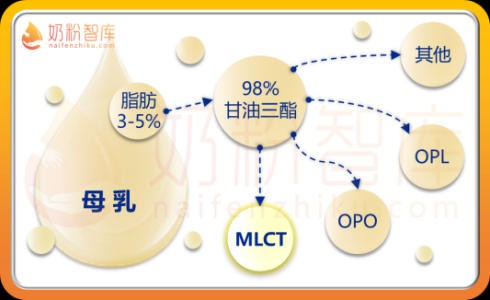 营养新趋势！HMO、小分子、高乳清蛋白、MLCT、α+β，你知道多少？