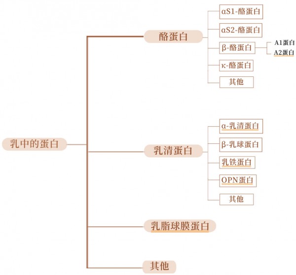 奶粉中的“明星蛋白”：A2蛋白、乳清蛋白、乳铁蛋白、α-乳白蛋白、OPN蛋白…