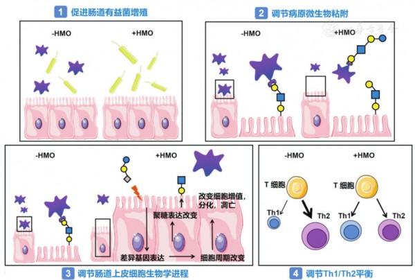 原来HMOs才是“第一大自护营养”！给宝宝选奶粉建议重点关注！