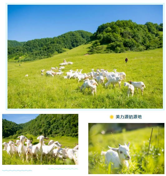 让选品不再如履薄冰！19年专研羊奶，美力源用全产业链给母婴渠道一颗定心丸