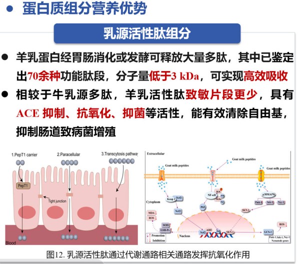 东北农大教授研究揭秘：第五代羊奶配方的黄金比例丨中国羊奶大会