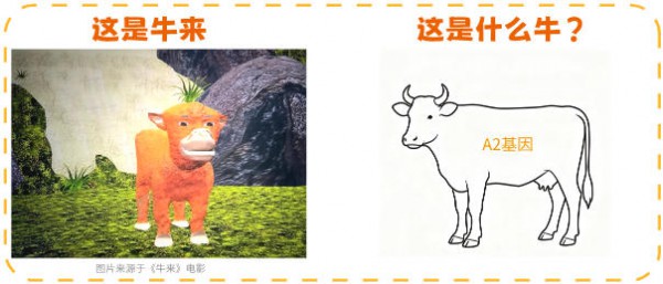 A2牛来、娟姗牛来、荷斯坦牛来、水牛来…《牛来》到底是哪个品种？