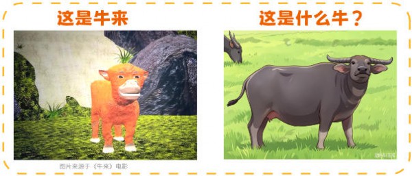 A2牛来、娟姗牛来、荷斯坦牛来、水牛来…《牛来》到底是哪个品种？