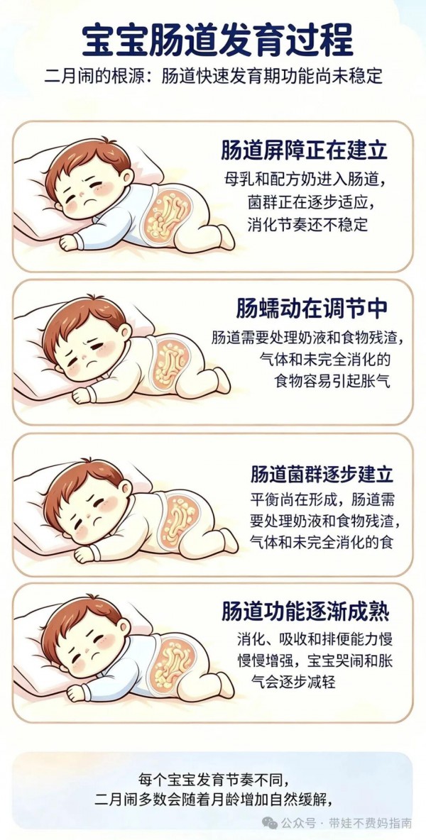 儿保医生坦言：所谓二月闹，根源就是肠道在拼命发育