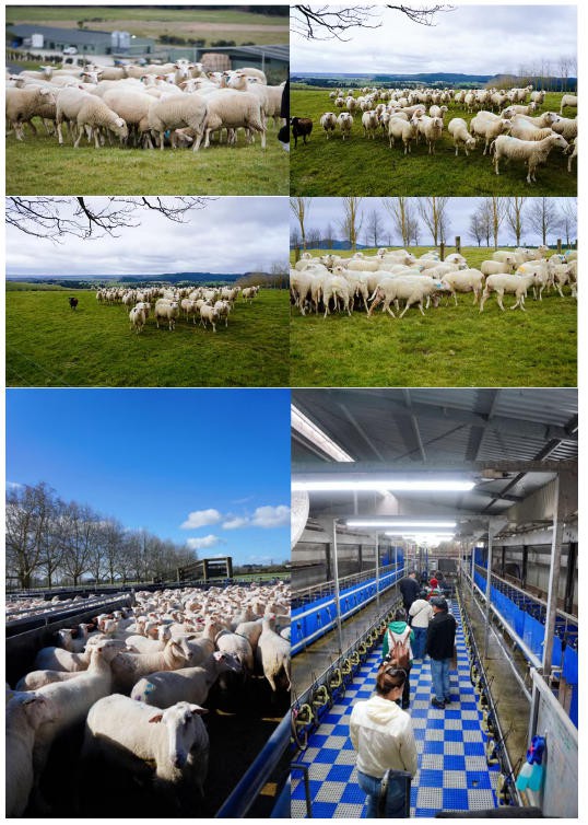 荣膺年度标杆品牌!Spring Sheep春绵以新西兰溯源之旅,印证全链自控的标杆底气 荣膺年度标杆品牌!Spring Sheep春绵以新西兰溯源之旅,印证全链自控的标杆底气