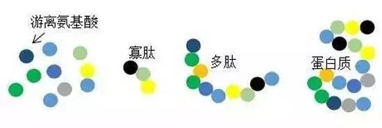 健脾开胃还能提高免疫？牛脾肽科普来了！是不是智商税，关键看这一点！