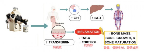 为什么建议选A2奶粉？除了好吸收，A2蛋白还有这4大优势！