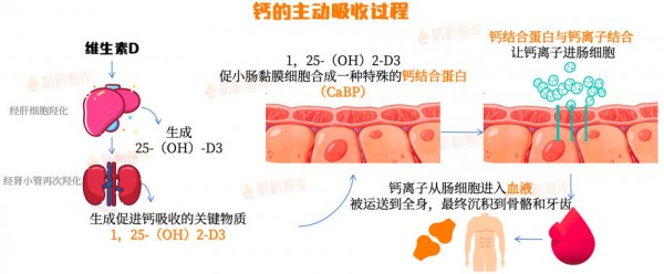 铁、VD太特殊！宝宝和妈妈都要补，但补法大不一样！