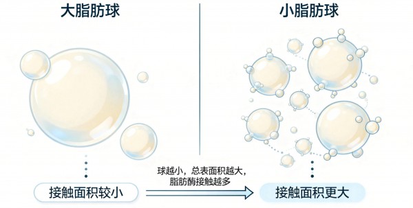 羊奶“小分子”，原来不止脂肪小！难怪温和好吸收…